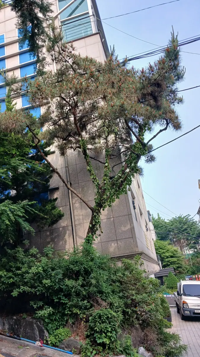 서초구 전선에 닿은 가지 정리 이후