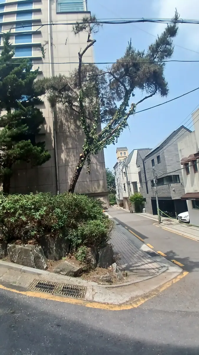 수목 전정 작업 전 현장 사진