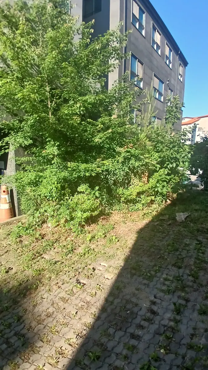 수원시 화단 나무 벌목과 잡초 제거 이전