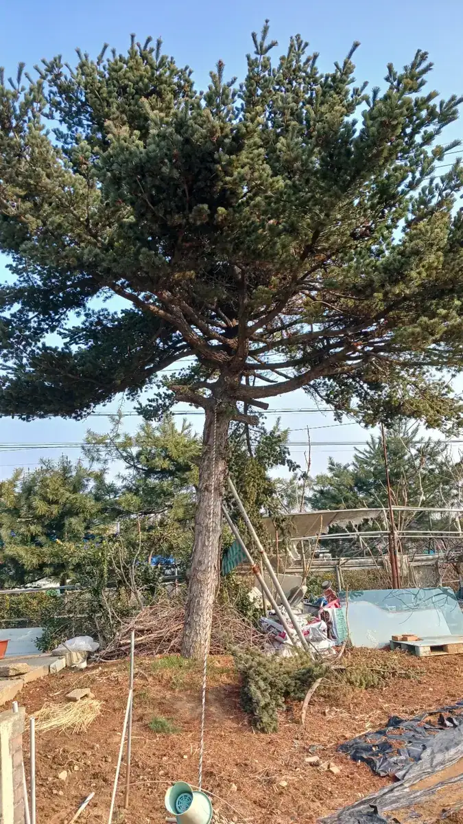 부천시 마당 소나무 벌목 이전