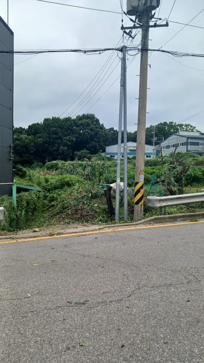 광주시 전기줄 근처 나무 제거 이후