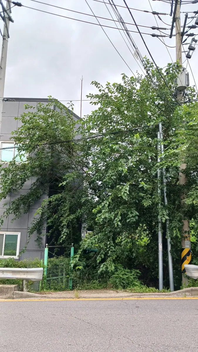 광주시 전기줄 근처 나무 제거 이전