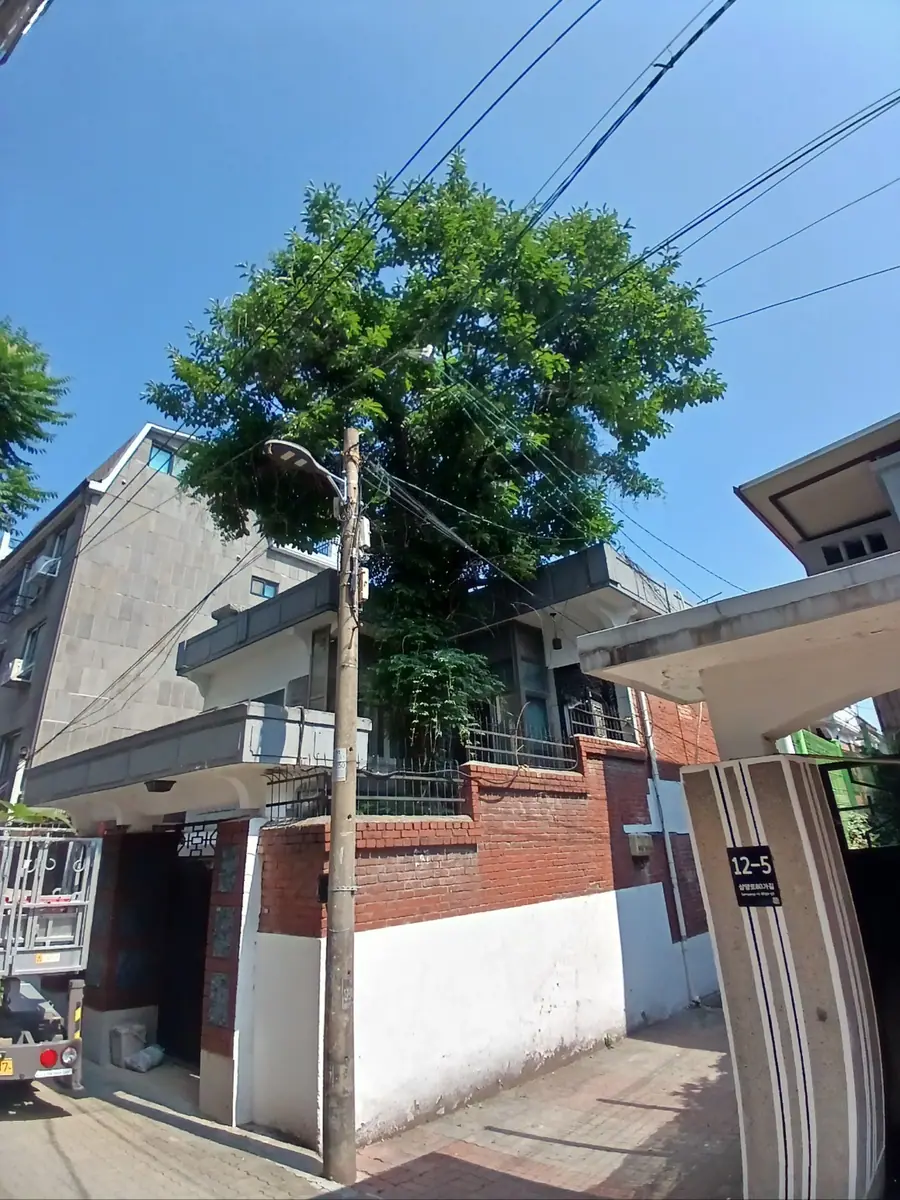 고사목 제거 작업 전 현장 사진