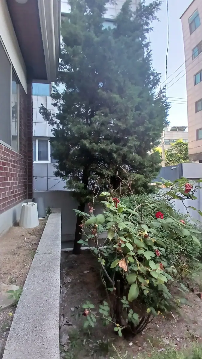 관악구 화단 나무 제거 이전